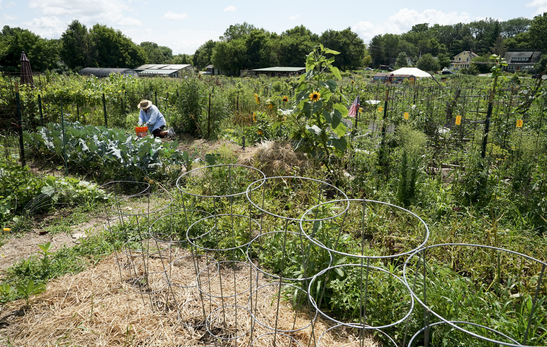 Pulling Weeds